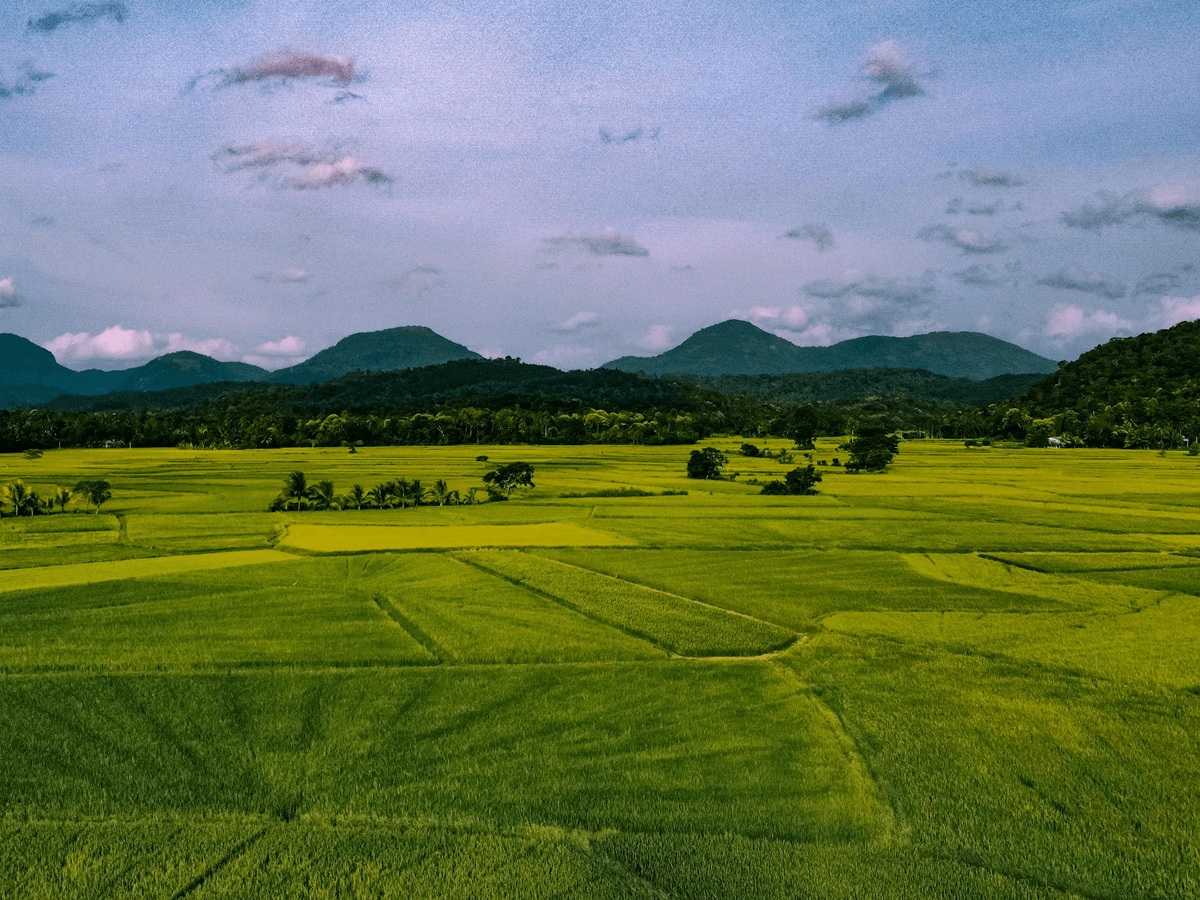Césped El Paraíso
